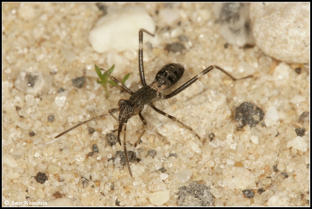 Heteroptera d''Israele: Alydidae nymphs